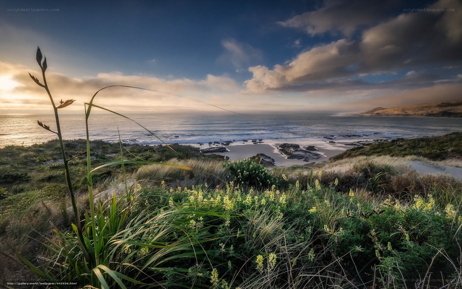 Coastal dunes at sunrise