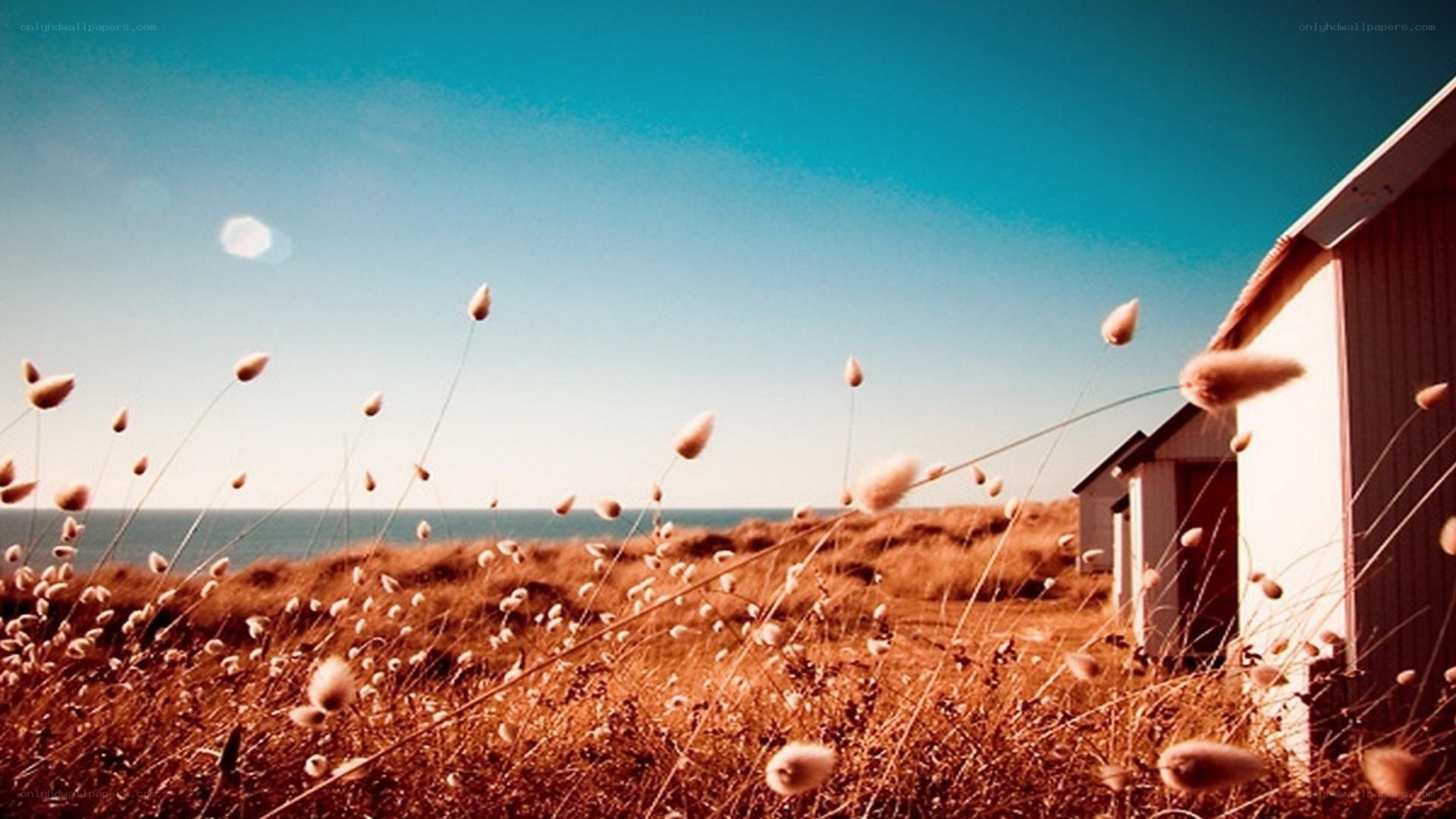 Coastal dunes with beach huts