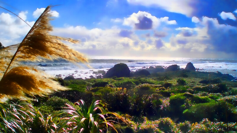 Coastal Dunes with Grass
