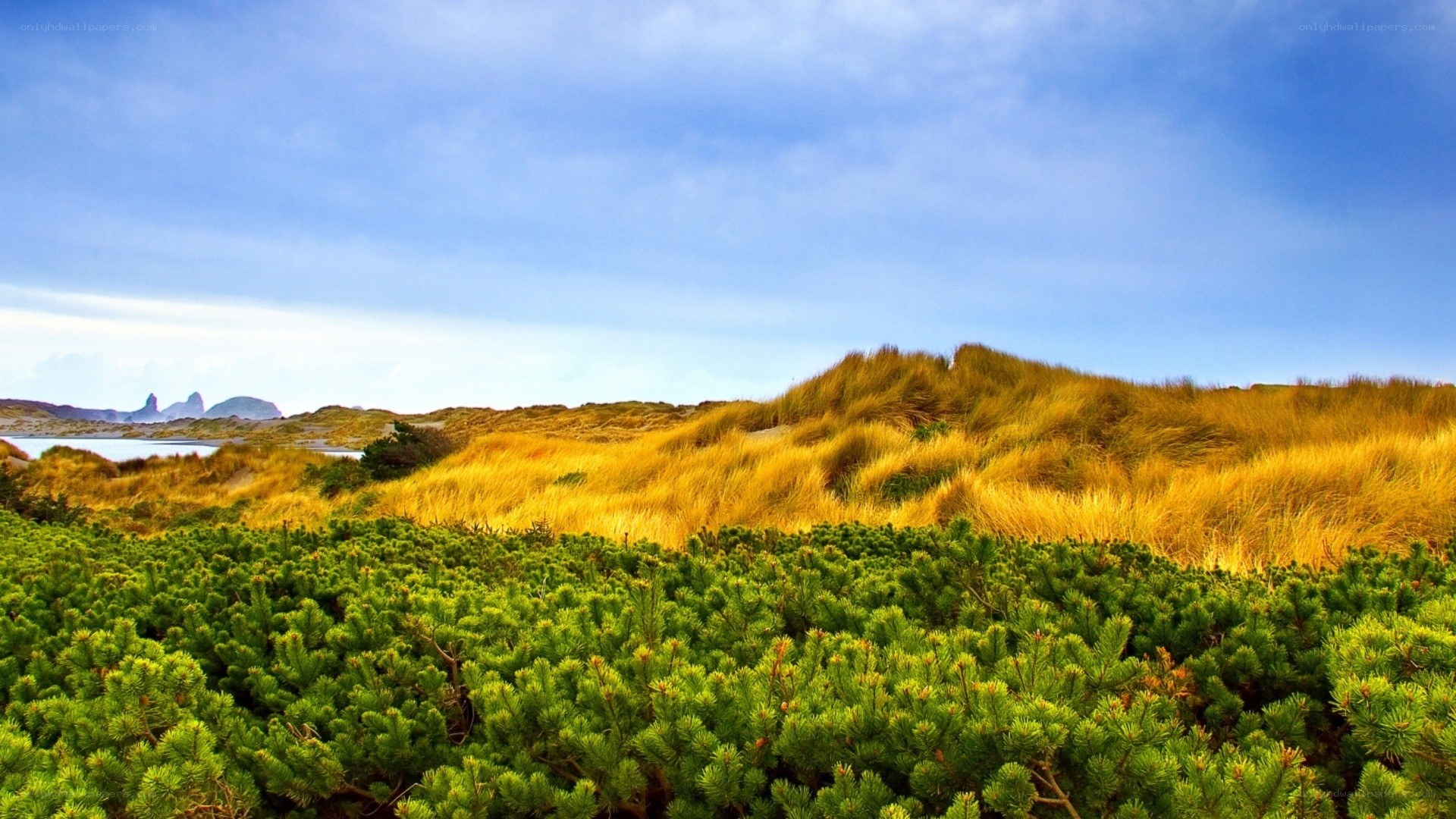 Coastal dunes with green shrubs