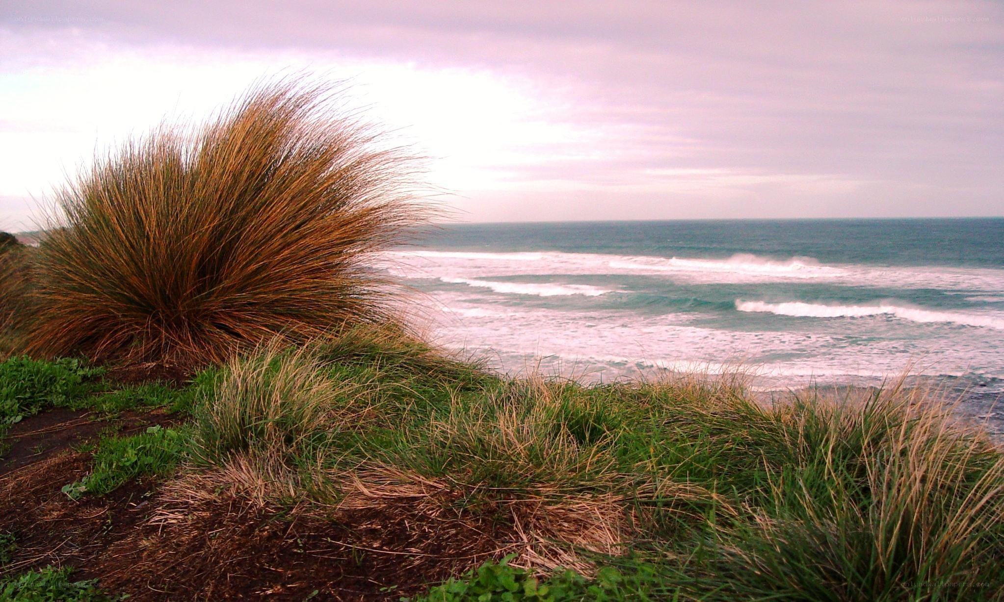 Coastal dunes with ocean view