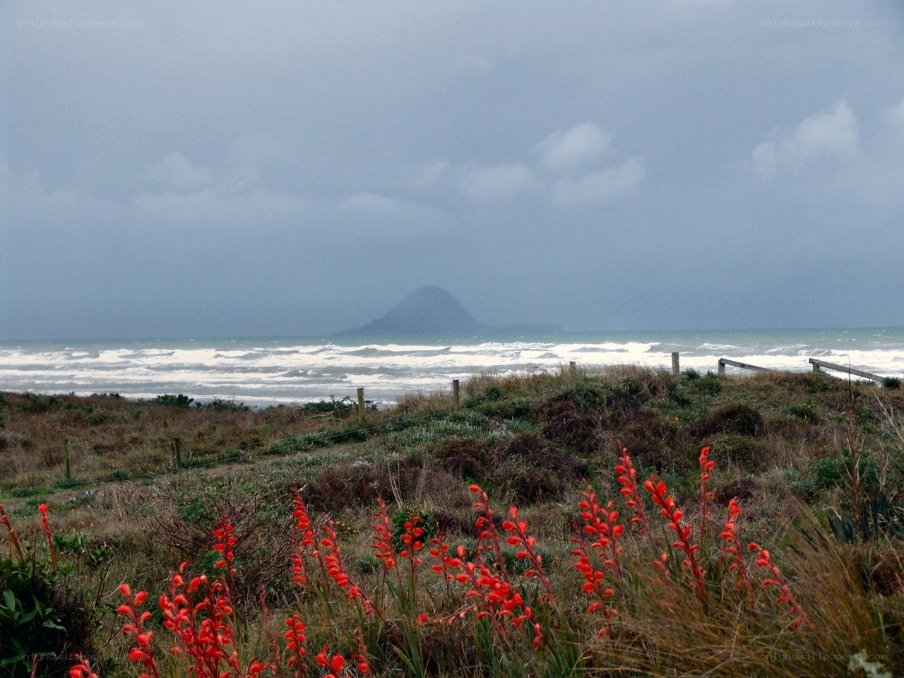 Coastal dunes with red flowers