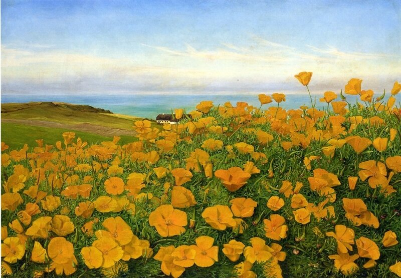 Coastal field of yellow flowers