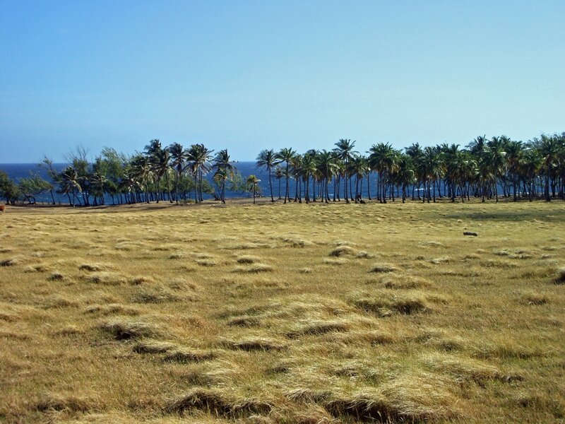 coastal field with palm trees
