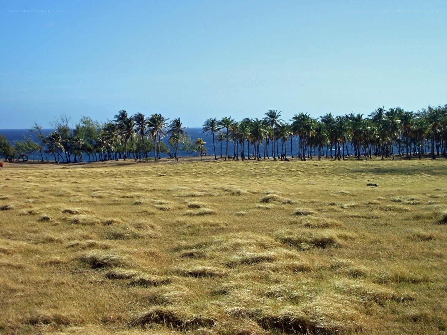 coastal field with palm trees