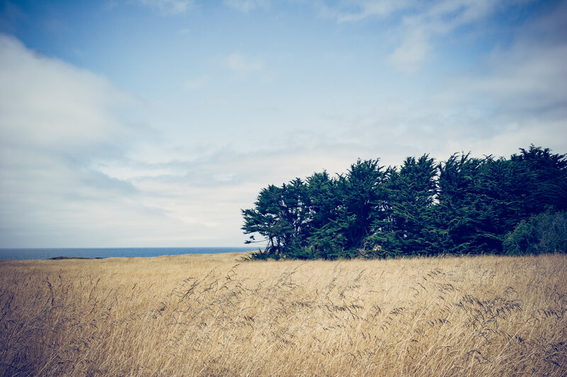 Coastal field with trees