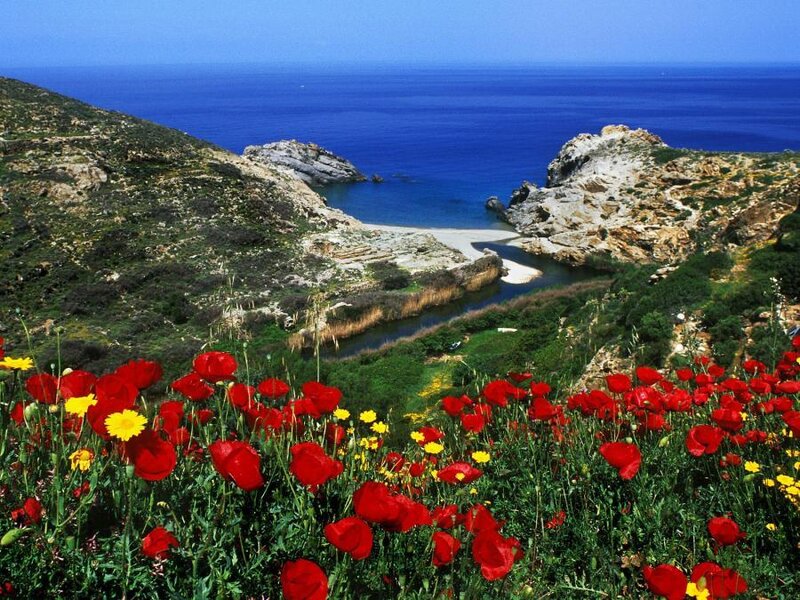 coastal flowers and blue sea
