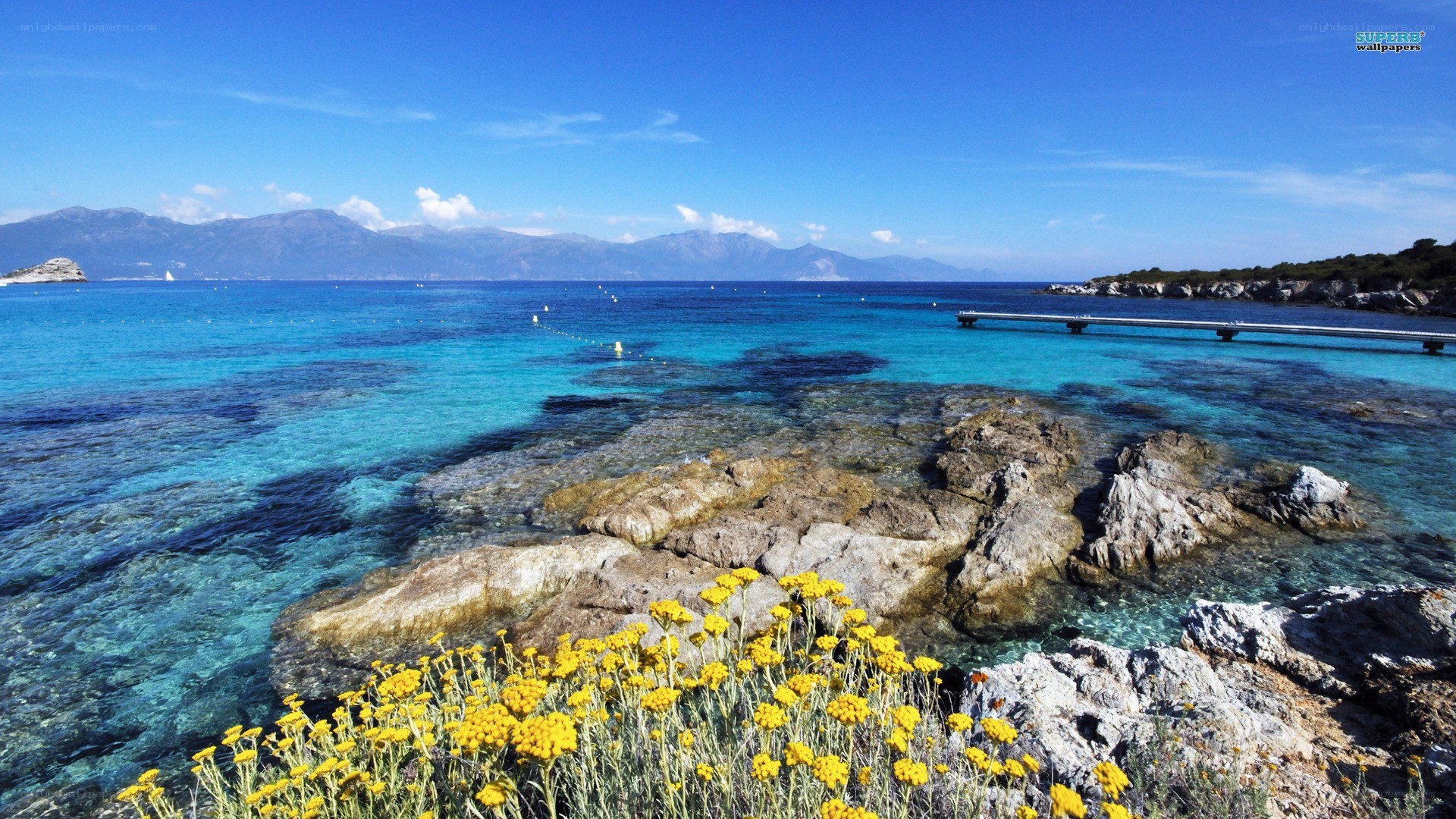 Coastal flowers and clear sea