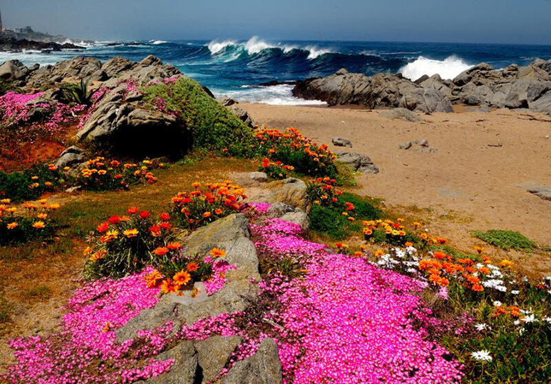 Coastal Flowers and Ocean