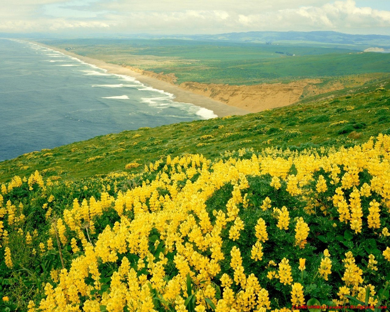 Coastal flowers and ocean view