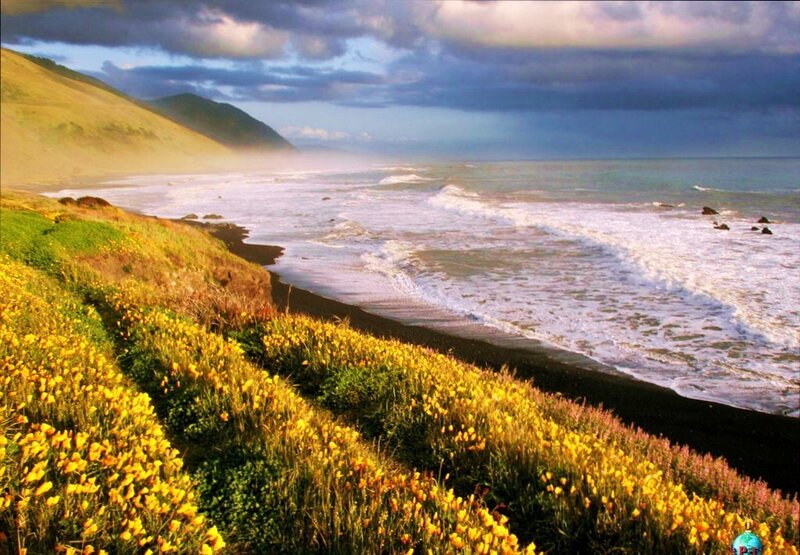 Coastal flowers and ocean waves