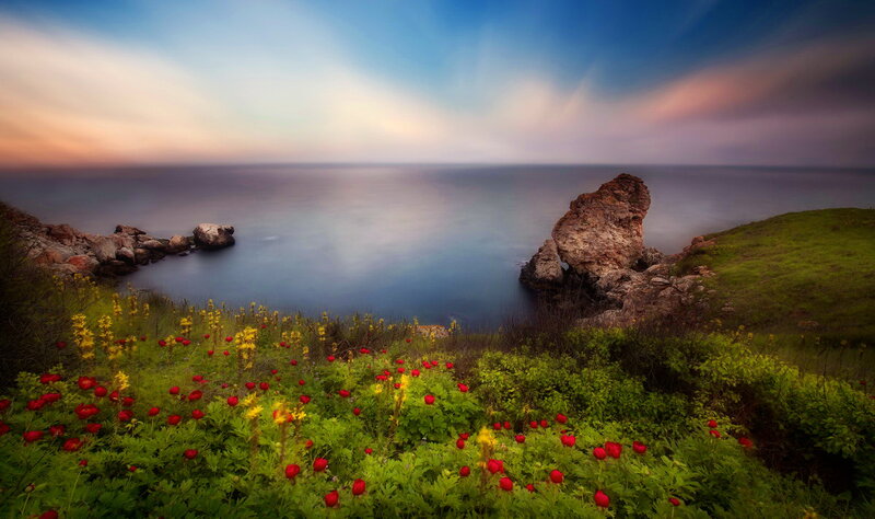 Coastal Flowers and Rocks