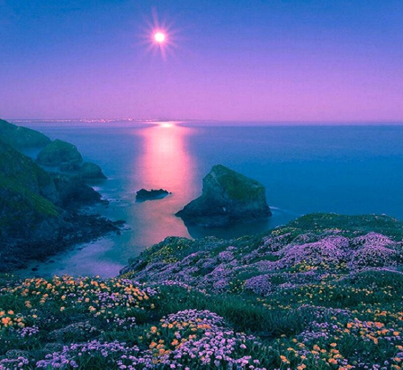 Coastal Flowers at Dusk