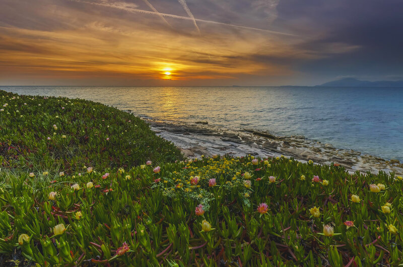 Coastal Flowers at Sunset — Green