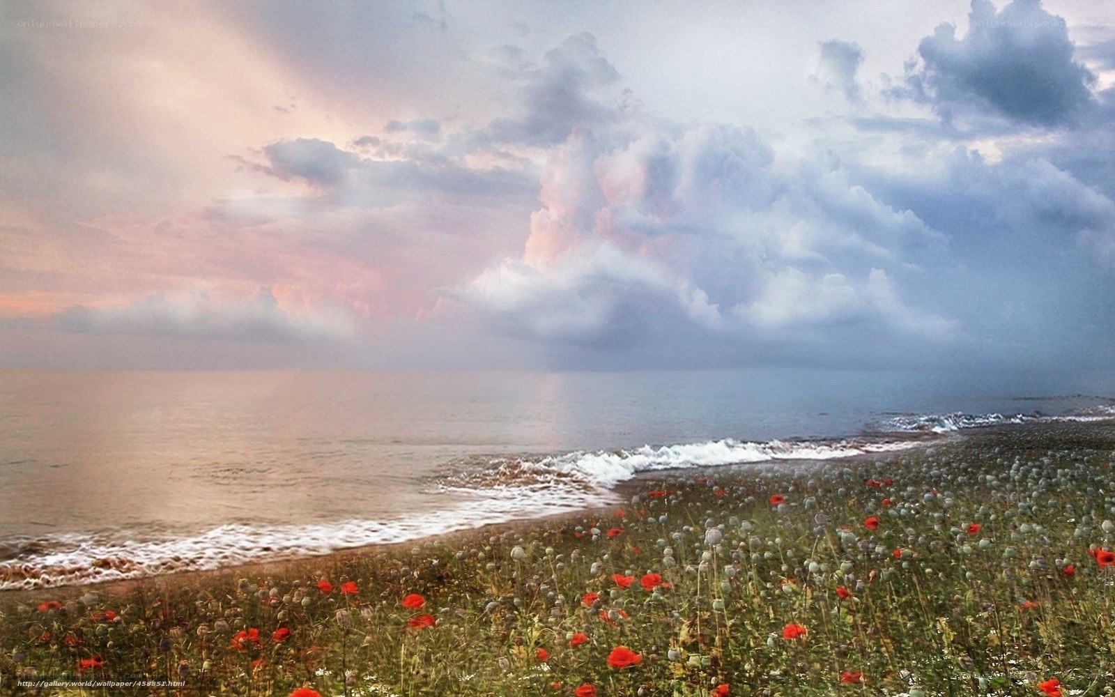 Coastal flowers at sunset