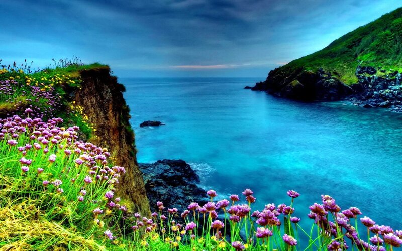 Coastal flowers by the sea