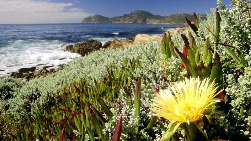 Coastal flowers by the sea