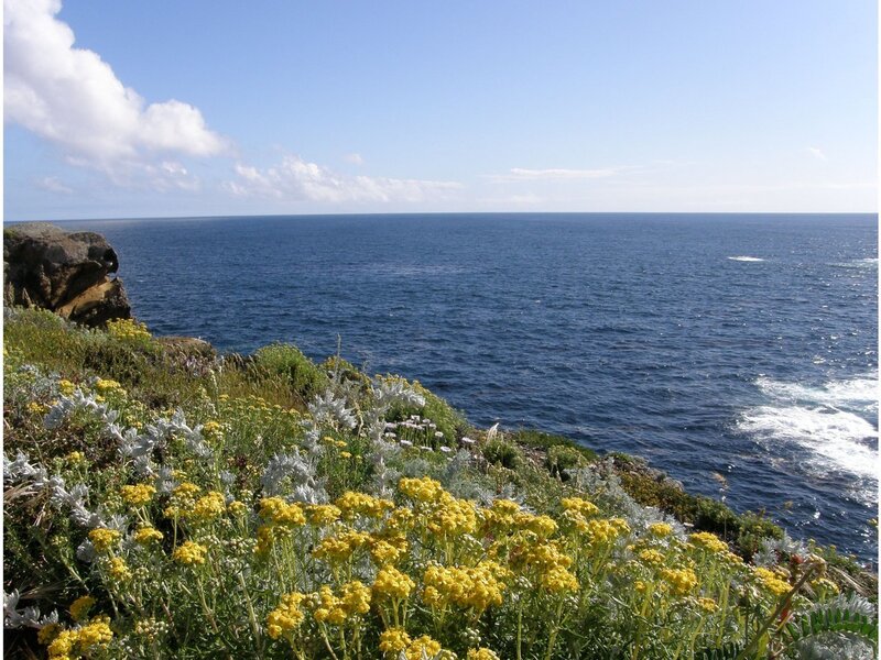 Coastal Flowers on Cliff