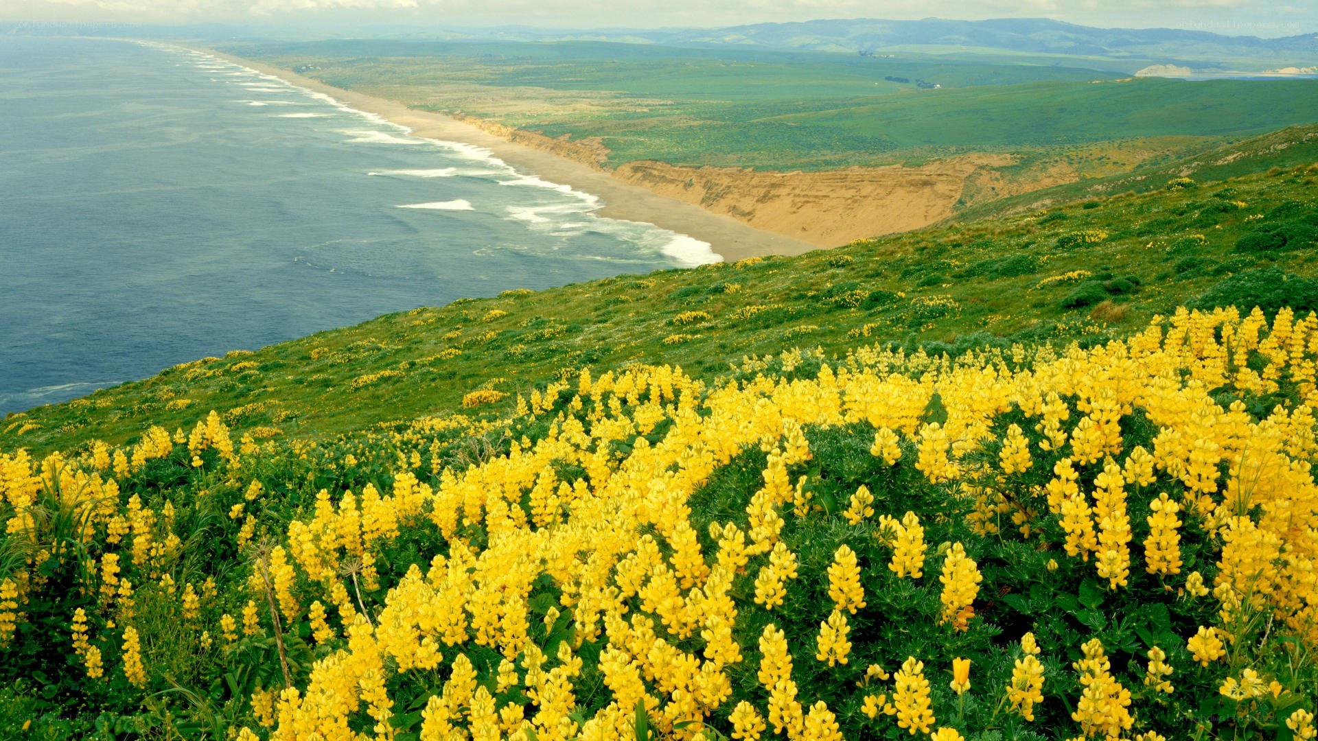 Coastal flowers overlooking the ocean