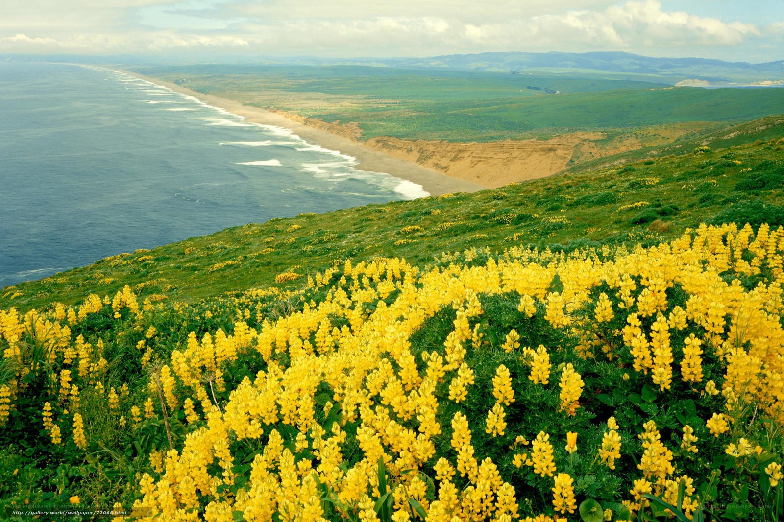 Coastal flowers overlooking the ocean