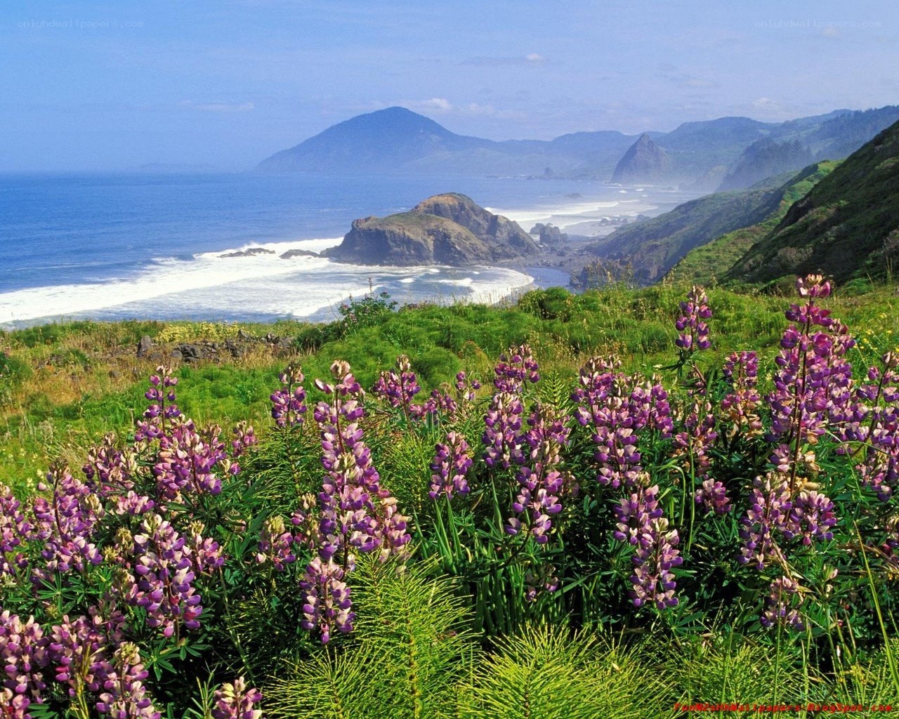 Coastal flowers with ocean view