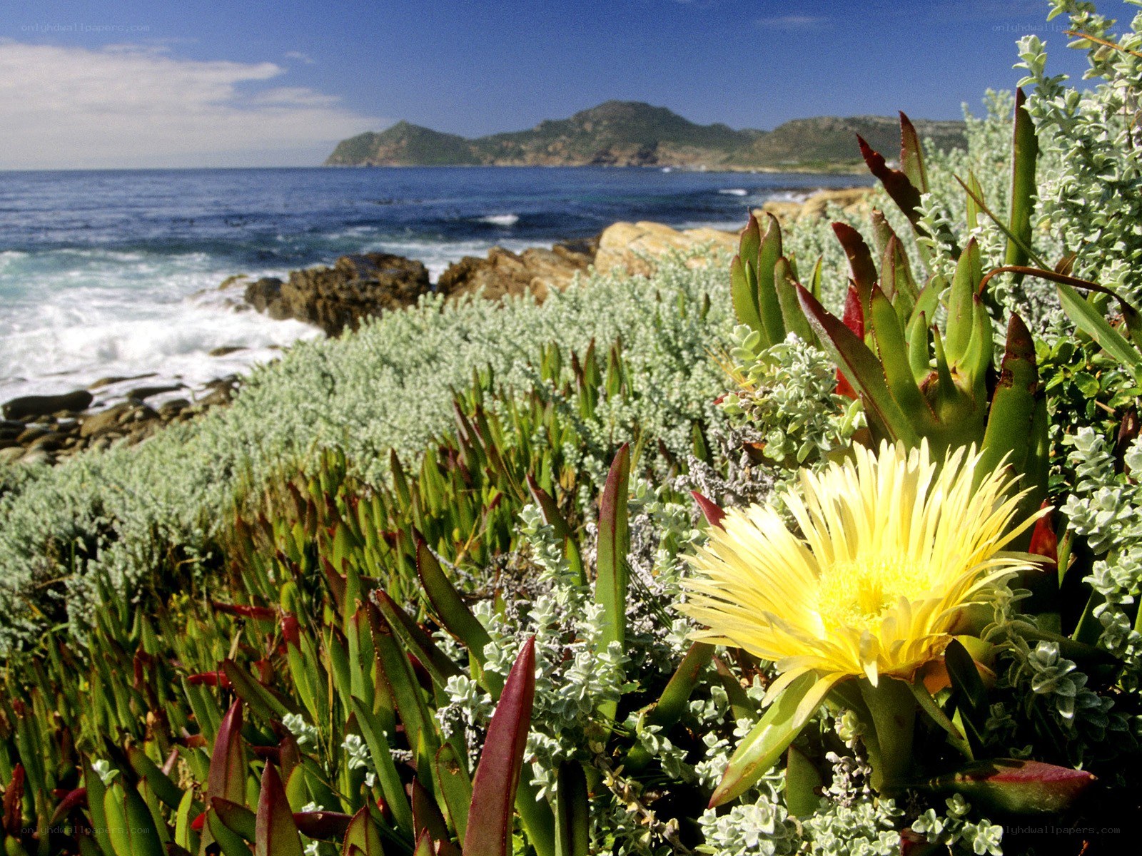 Coastal flowers with ocean view
