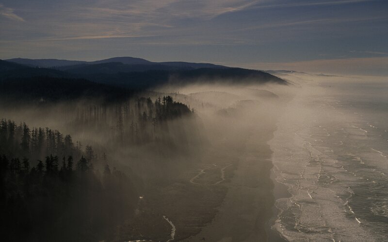 Coastal Forest at Dawn — Gray