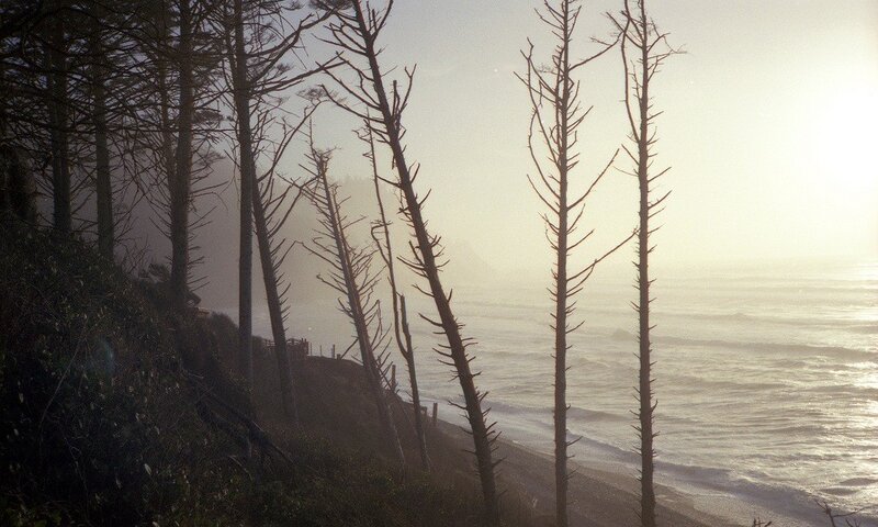 coastal forest at dawn