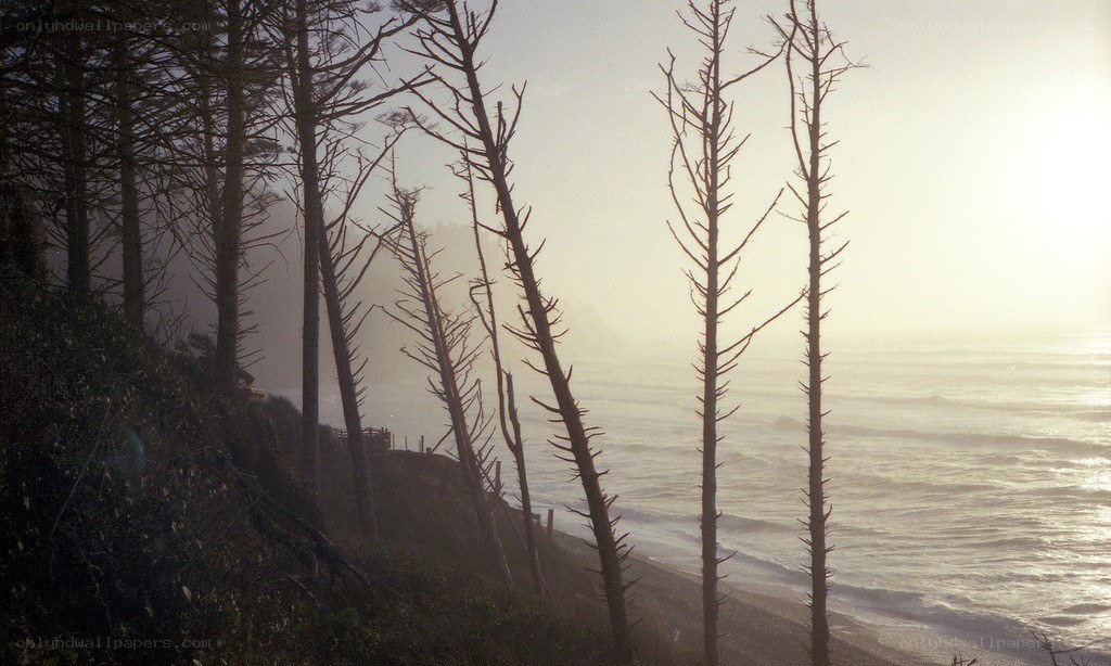 coastal forest at dawn
