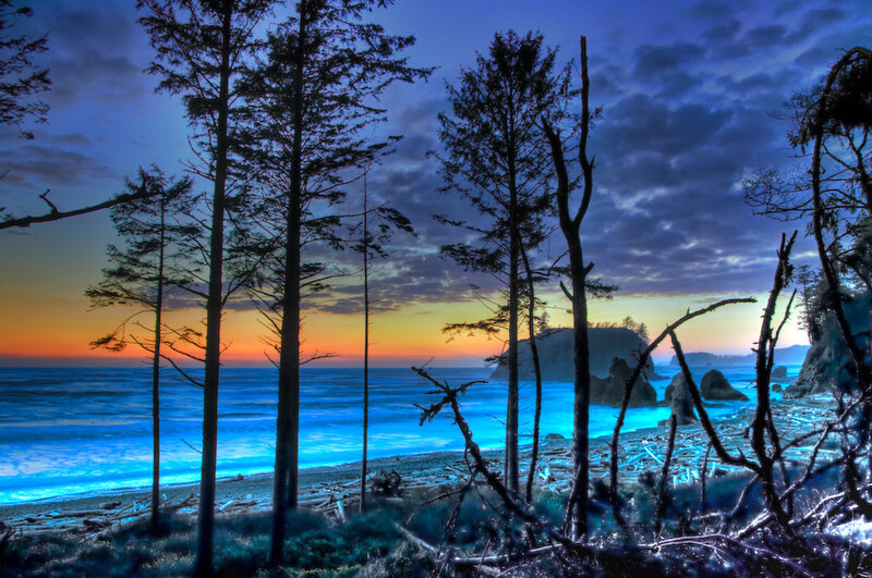 Coastal Forest at Sunset