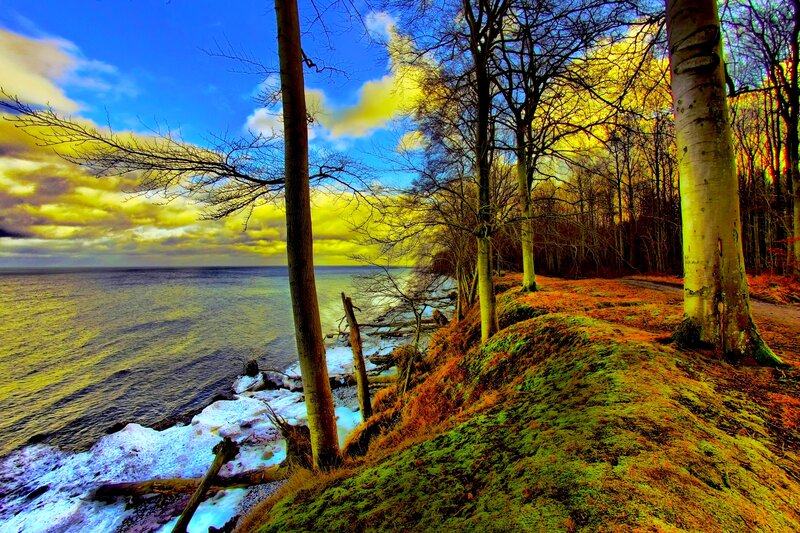 Coastal Forest Landscape