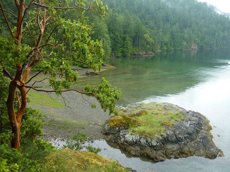 Coastal Forest Scene