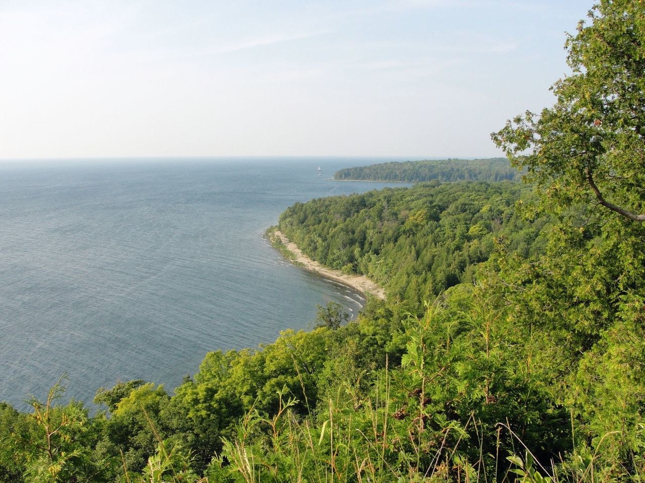 coastal forest view from cliff