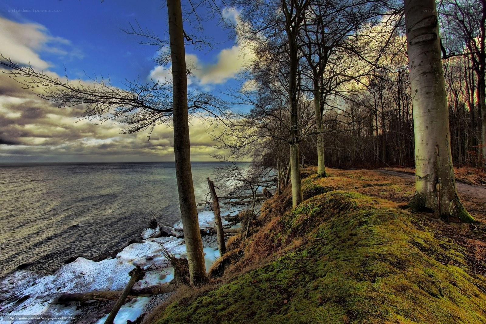 Coastal forest with mossy hill