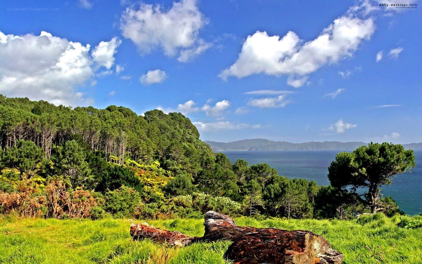 Coastal forest with ocean view