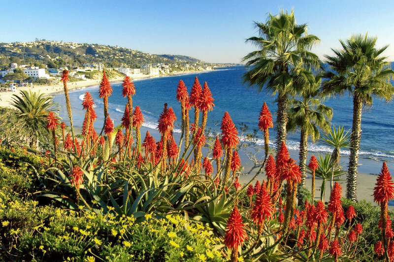 Coastal garden with aloe and palm trees