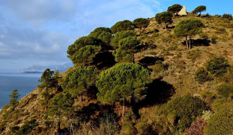Coastal hill with pine trees
