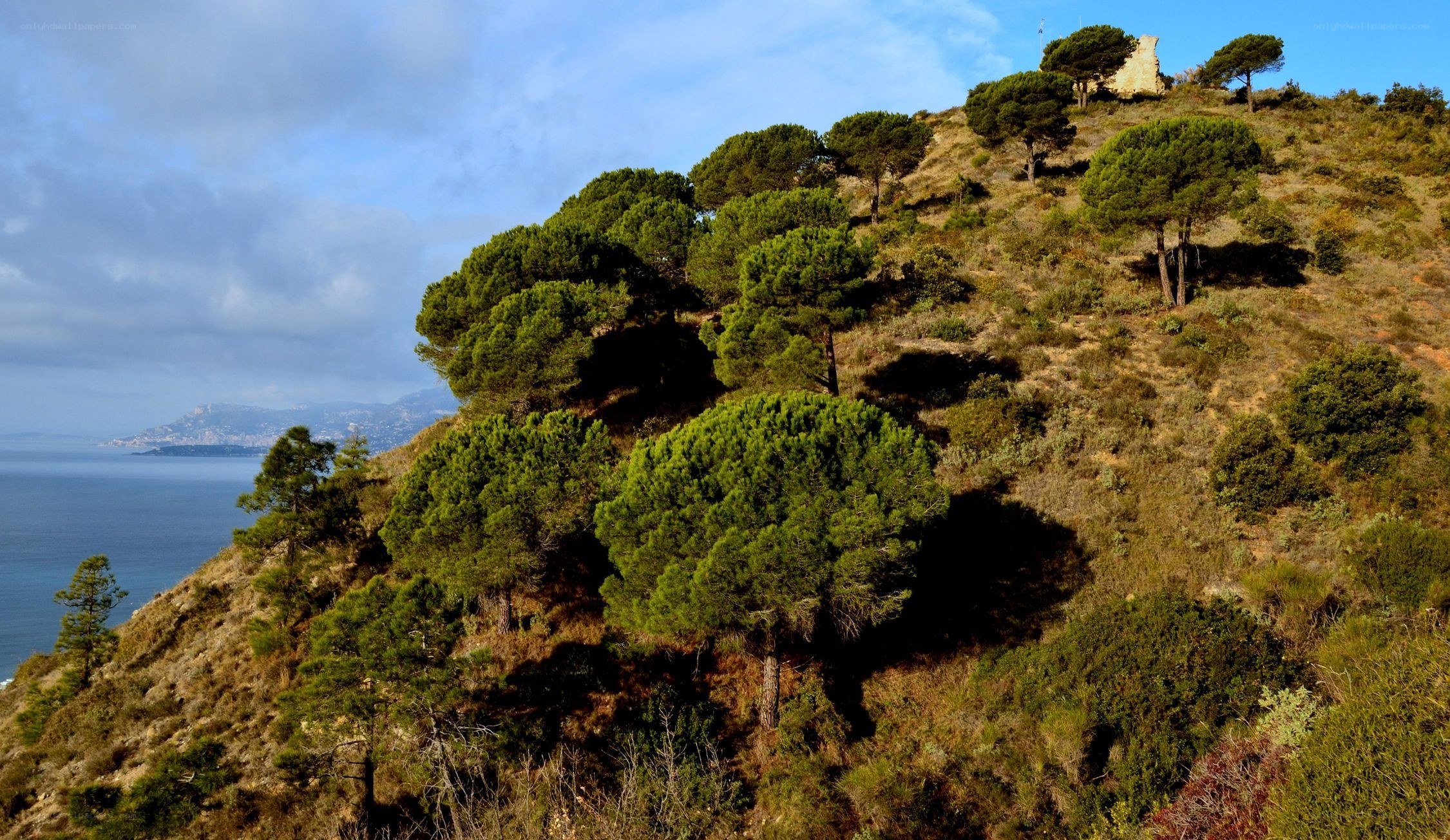 Coastal hill with pine trees