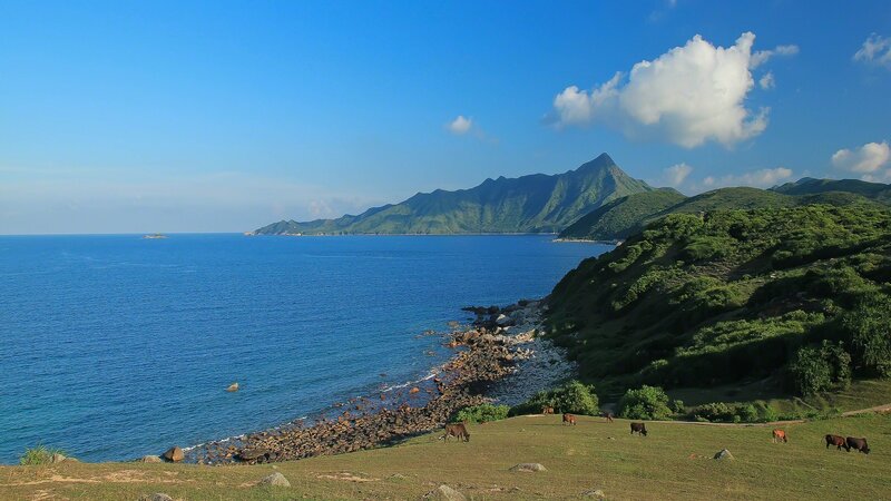coastal hills with grazing cows