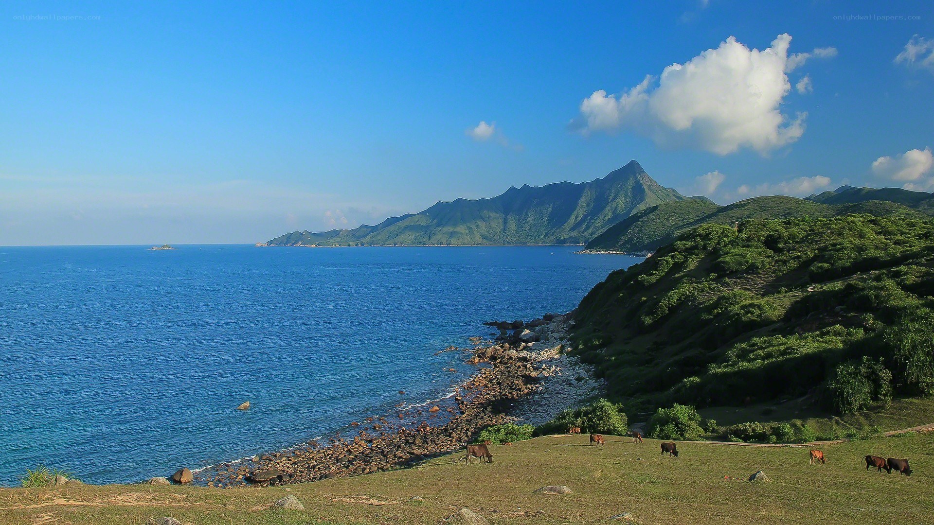 coastal hills with grazing cows