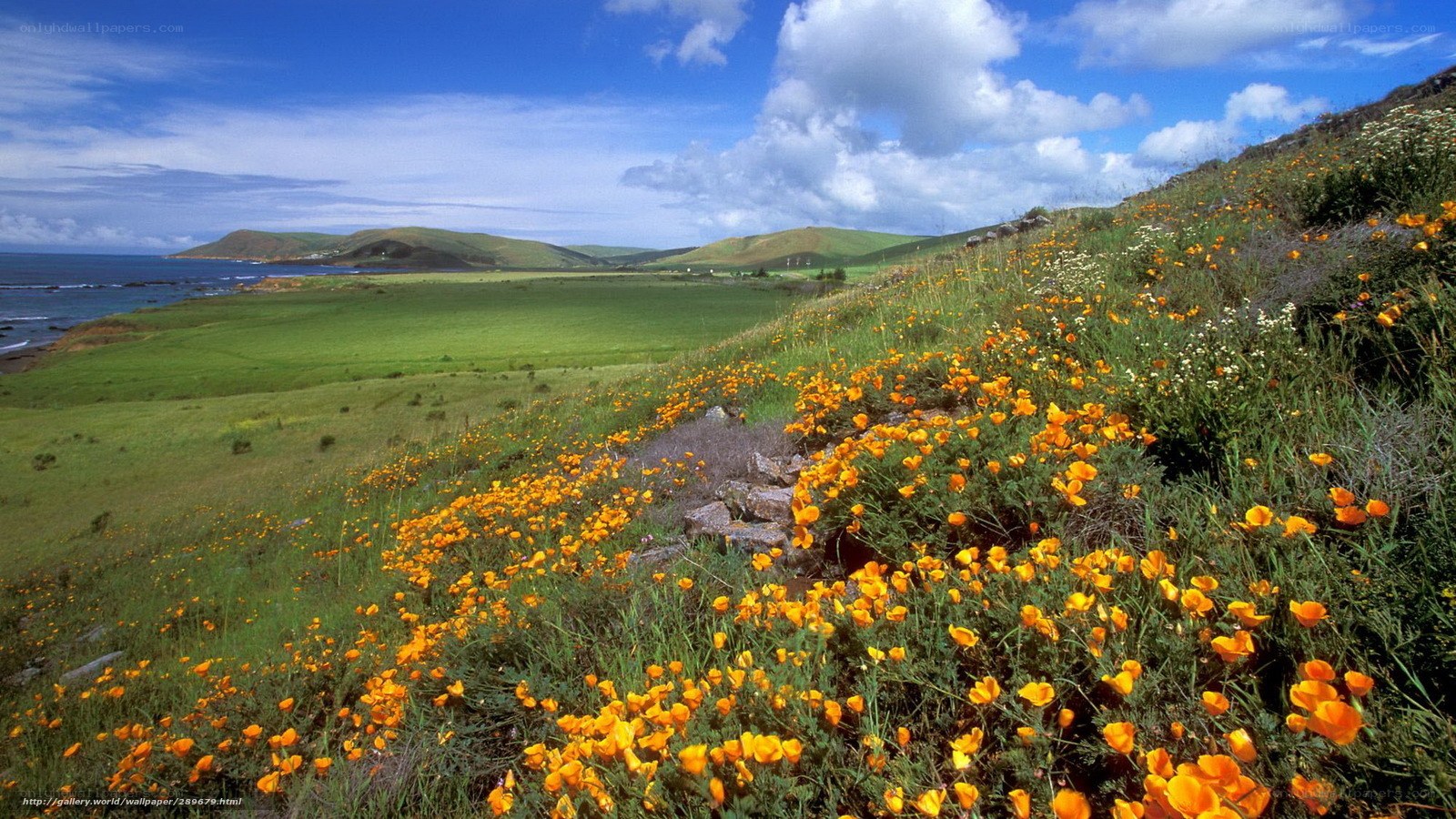 Coastal hills with wildflowers