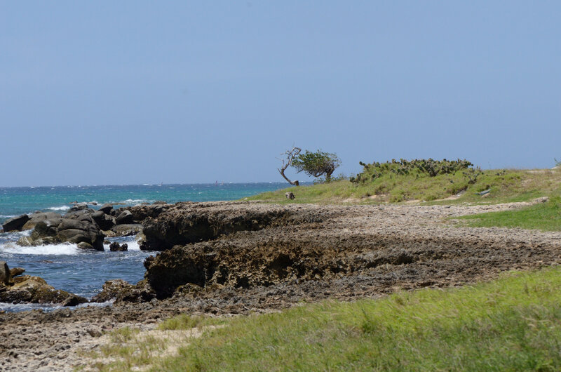 Coastal Landscape with Cactus