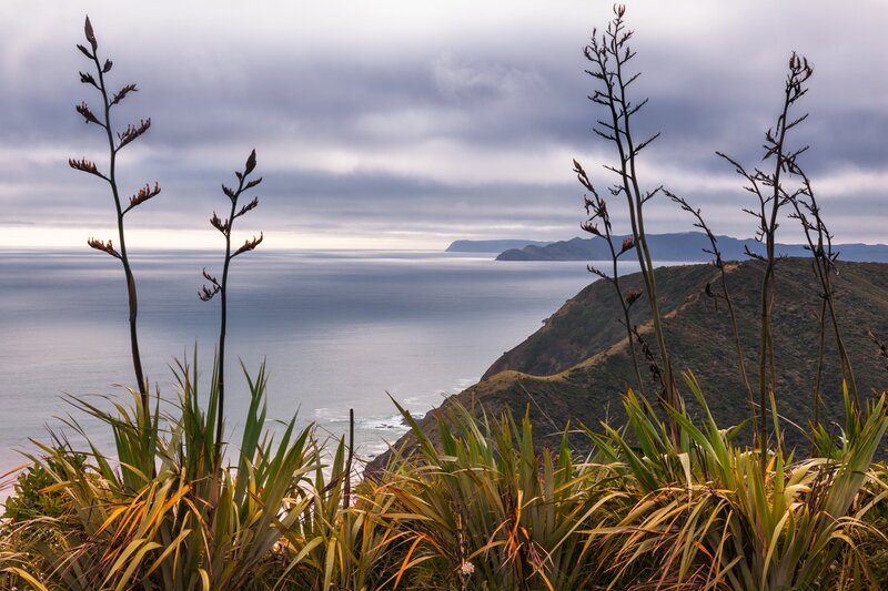Coastal Landscape with Flax