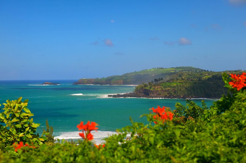 Coastal Landscape with Flowers