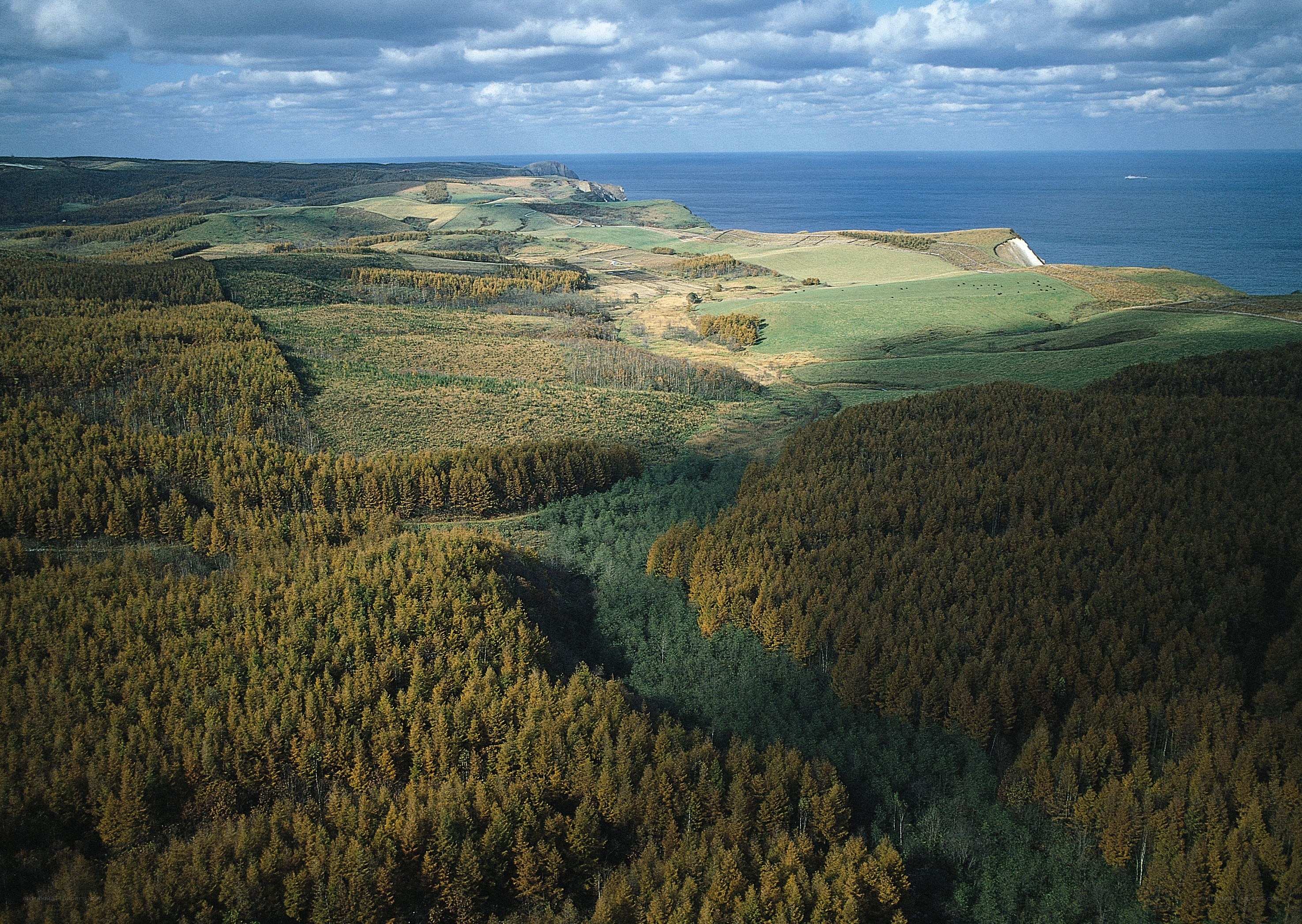 Coastal landscape with forests and cliffs