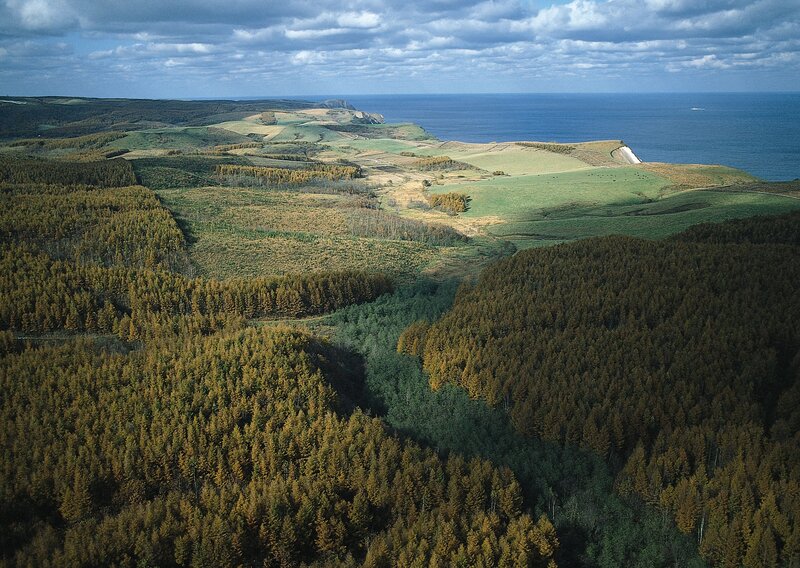 Coastal Landscape with Forests