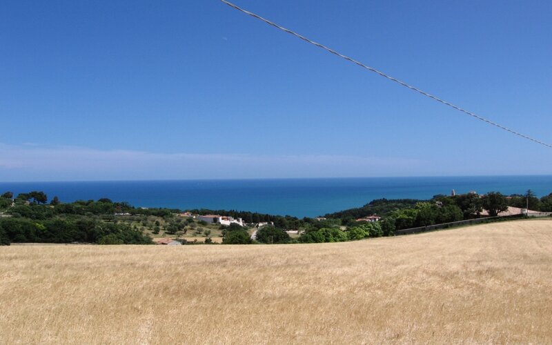 Coastal landscape with golden field