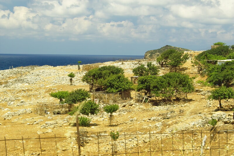 Coastal landscape with olive grove