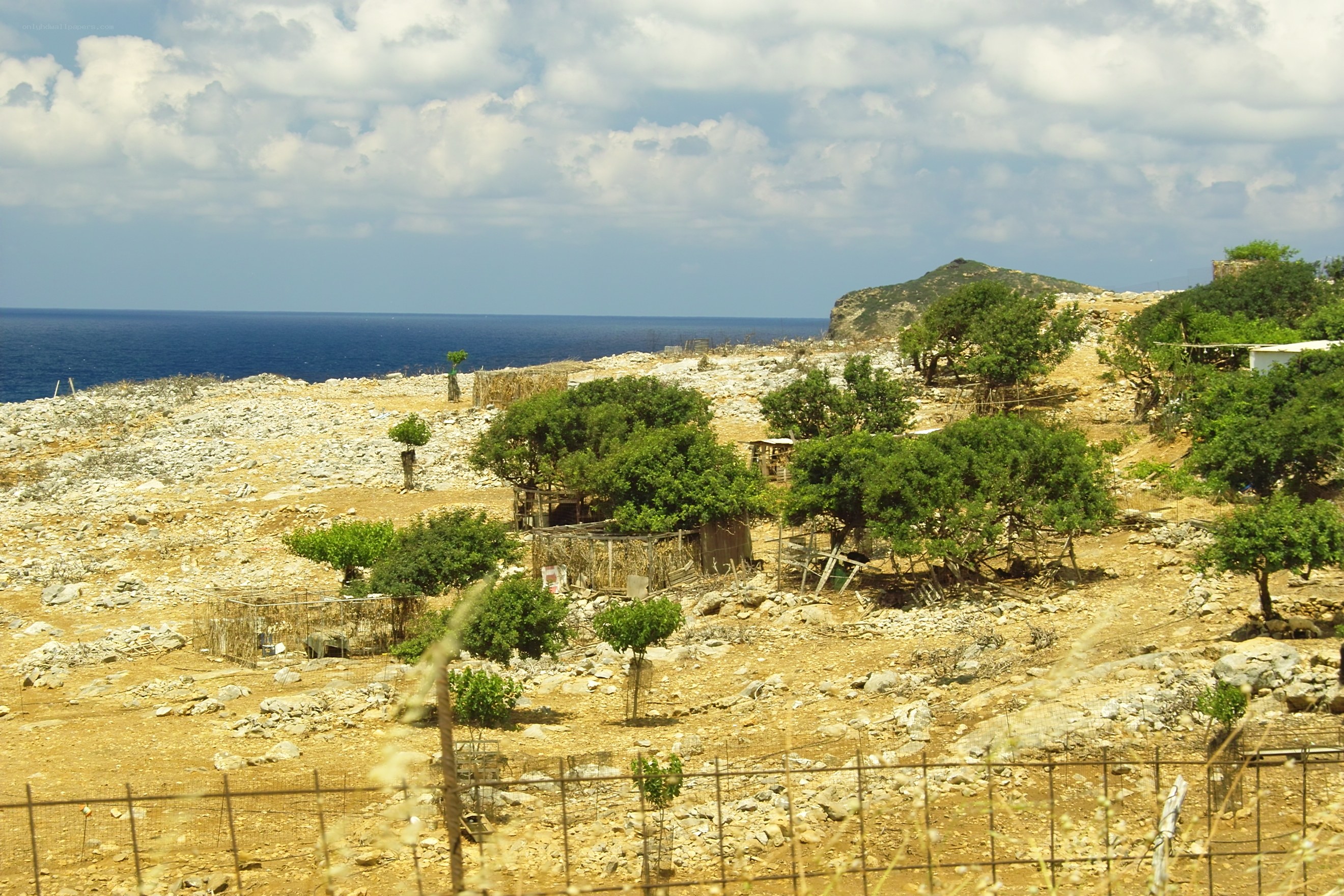 Coastal landscape with olive grove
