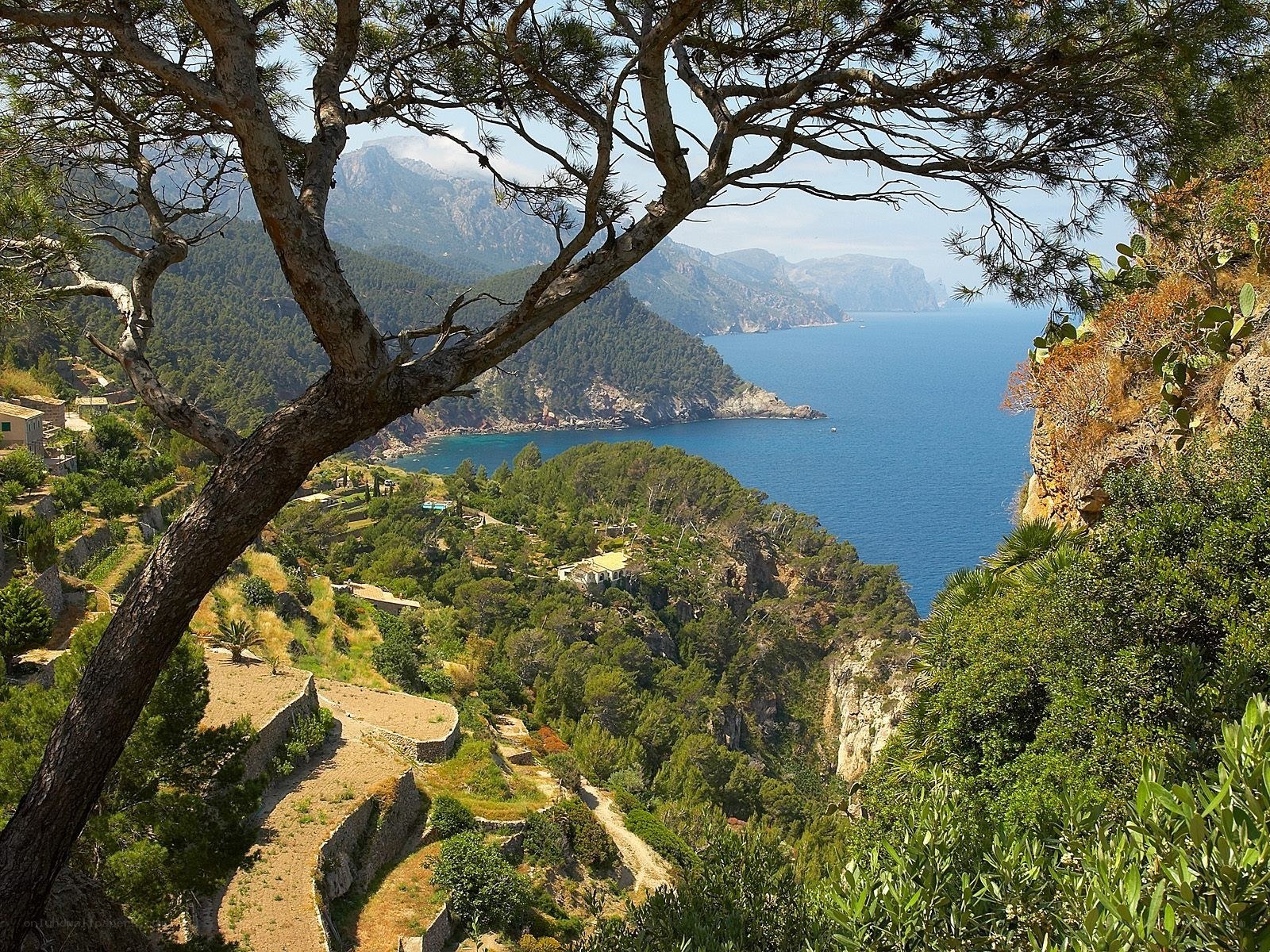 Coastal landscape with pine tree